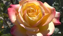 Syn. 'Pullman Orient Express'