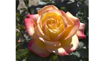 Syn. 'Pullman Orient Express'