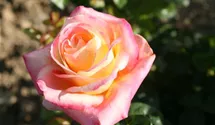 Syn. 'Pullman Orient Express'