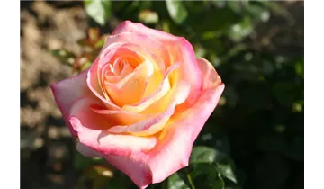 Syn. 'Pullman Orient Express'