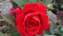 Rosa (Teehybride) 'Rouge Meilland'®