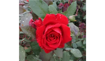 Rosa (Teehybride) 'Rouge Meilland'®