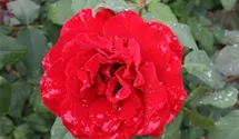 Rosa (Teehybride) 'Rouge Meilland'®