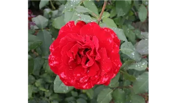 Rosa (Teehybride) 'Rouge Meilland'®