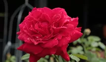 Rosa (Teehybride) 'Rouge Meilland'®
