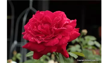 Rosa (Teehybride) 'Rouge Meilland'®