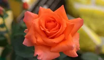 Rosa (Teehybride) 'Tea Time'®