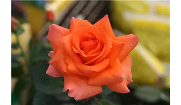 Rosa (Teehybride) 'Tea Time'®