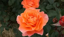 Rosa (Teehybride) 'Tea Time'®