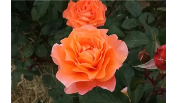 Rosa (Teehybride) 'Tea Time'®