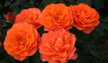 Rosa (Teehybride) 'Tea Time'®