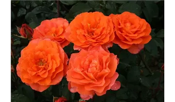 Rosa (Teehybride) 'Tea Time'®