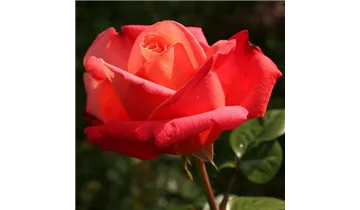 Syn. 'Adele Duttweiler Rose'