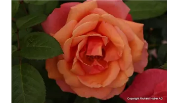 Syn. 'Adele Duttweiler Rose'