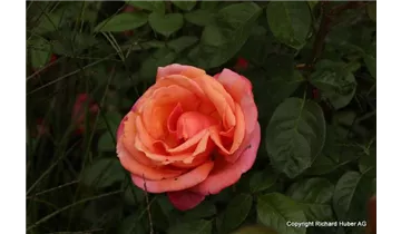 Syn. 'Adele Duttweiler Rose'