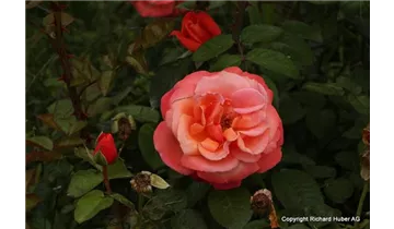 Syn. 'Adele Duttweiler Rose'