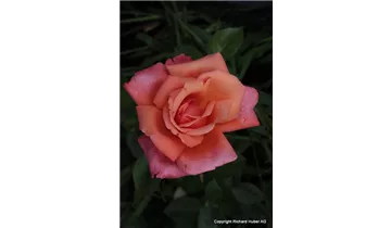 Syn. 'Adele Duttweiler Rose'