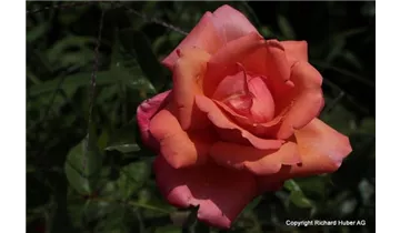 Syn. 'Adele Duttweiler Rose'