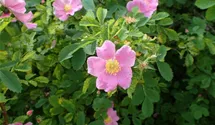 Syn. Labrador-Rose, Eschen-Rose, virginiana blanda