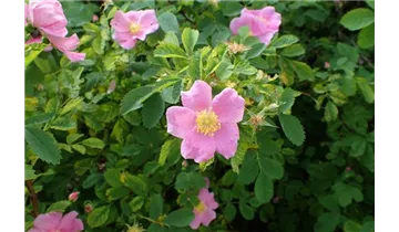 Syn. Labrador-Rose, Eschen-Rose, virginiana blanda