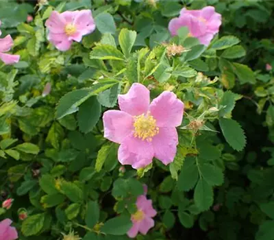 Rosa (Wildrose) 'Blanda'