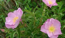 Syn. Labrador-Rose, Eschen-Rose, virginiana blanda