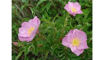 Syn. Labrador-Rose, Eschen-Rose, virginiana blanda