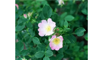 Syn. Labrador-Rose, Eschen-Rose, virginiana blanda