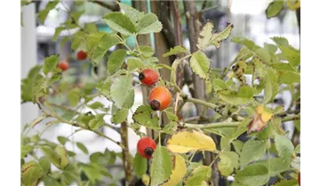 Syn. Labrador-Rose, Eschen-Rose, virginiana blanda