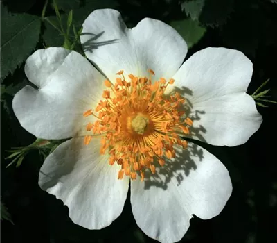 Rosa (Wildrose) 'Corymbifera'