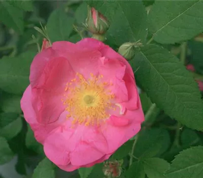 Rosa (Wildrose) 'Gallica'