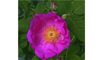 Syn. 'Essigrose'