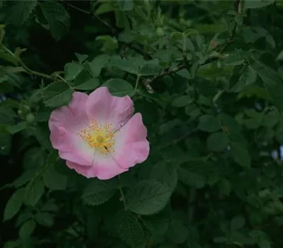 Rosa (Wildrose) 'Jundzillii'