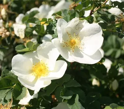 Rosa (Wildrose) 'Pimpinellifolia' / 'Spinosissima'