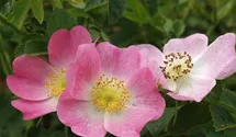 Syn. 'Weinrose'