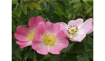 Syn. 'Weinrose'