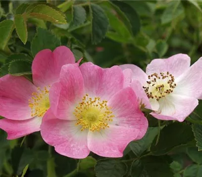 Rosa (Wildrose) 'Rubiginosa'