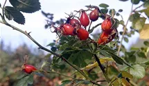 Syn. 'Weinrose'