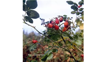 Syn. 'Weinrose'