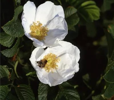 Rosa (Wildrose) 'Rugosa Alba'
