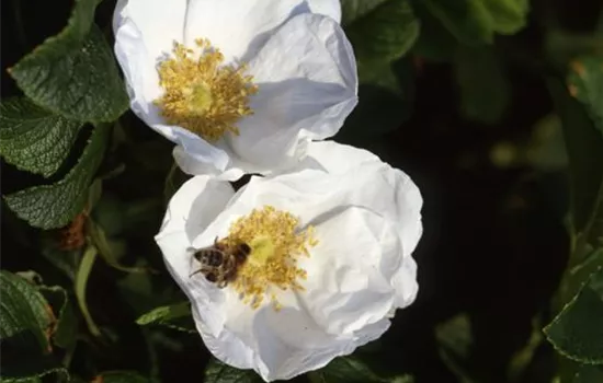 Rosa (Wildrose) 'Rugosa Alba'