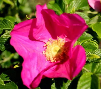 Rosa (Wildrose) 'Rugosa Rubra'