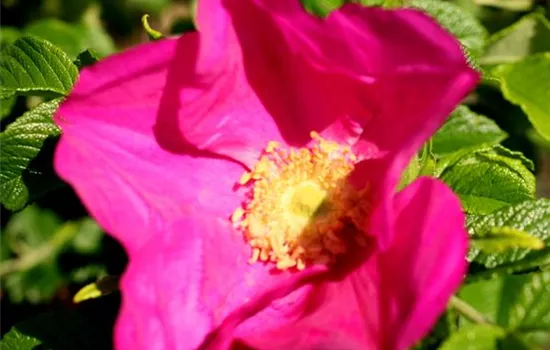 Rosa (Wildrose) 'Rugosa Rubra'