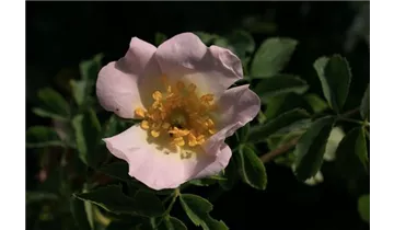 Syn. 'Filz-Rose'
