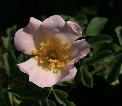 Rosa (Wildrose) 'Tomentosa'