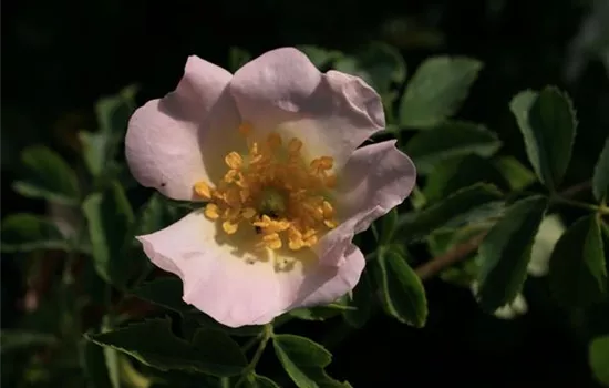 Rosa (Wildrose) 'Tomentosa'