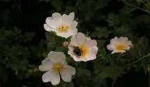 Syn. 'Filz-Rose'