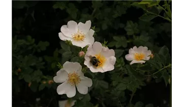 Syn. 'Filz-Rose'