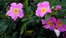 Rosa (Wildrose) 'Virginiana'