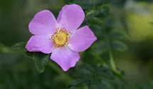 Rosa (Wildrose) 'Virginiana'